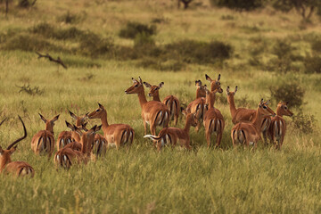 incredible sand-brown Grant's Gazelle