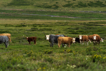 A herd of cows and half-yaks grazes on a green lawn. Agriculture and cattle breeding