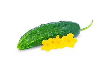 One cucumber on a white background, isolate of a cucumber and its flowering