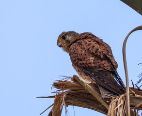 Common kestrel perched in tree, huntng