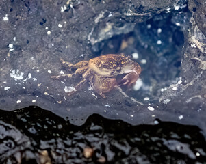 Small shore crab