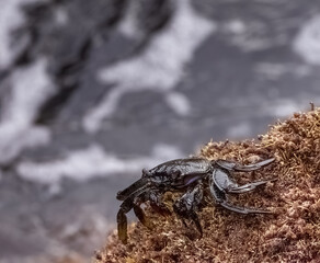 Red Rock Crab (Canary Islands)