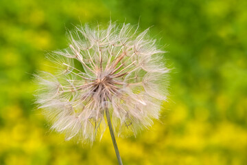 Fototapeta premium Pusteblume - taraxacum officinale - Blüte mit Samen