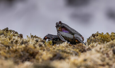 Red Rock Crab (Canary Islands)