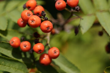 Fruit of Sorbus aucuparia, hanover, germany