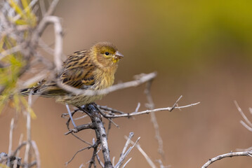 Atlantic canary (canary islands)