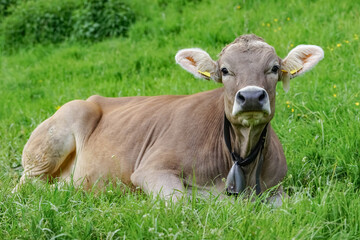 Rindviehhaltung im Allgäu - Braunvieh-Rind  mit einer Kuhglocke am Hals.