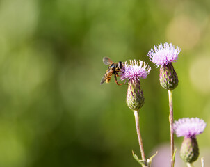 A wasp sits on a thistle flower.