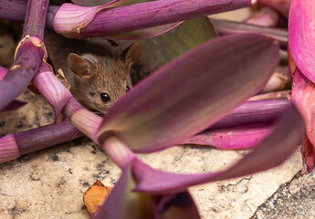 Mouse hiding in foliage