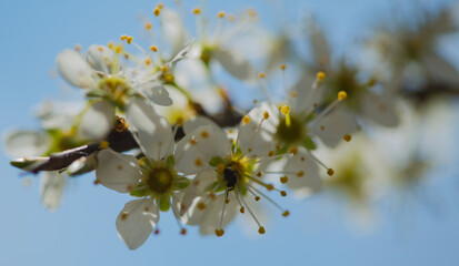 Small white flowers on a blue background.