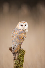 Barn owl (Tyto alba) perching on a tree stump, soft-focus golden grassland in background