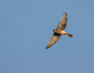 bird of prey