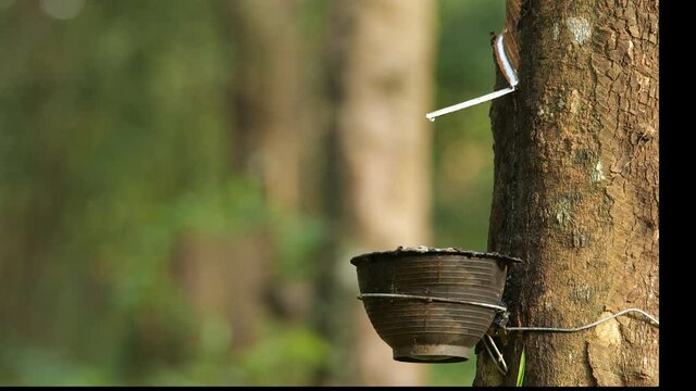 Close up tapping latex rubber tree, Rubber Latex extracted from rubber tree
