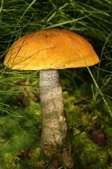 mushroom in the forest