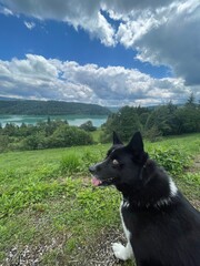 dog on the grass