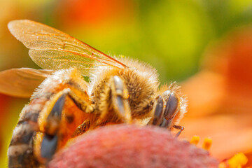 Honey bee covered with yellow pollen drink nectar, pollinating orange flower. Inspirational natural floral spring or summer blooming garden background. Life of insects. Macro close up selective focus.