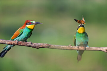pair of birds of paradise during courtship