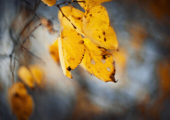 Autumn background with linden branches with yellow leaves.