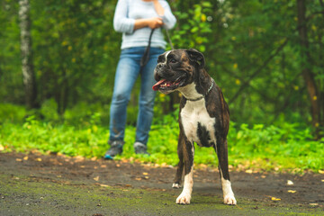 Boxer dog for a walk with the owner.