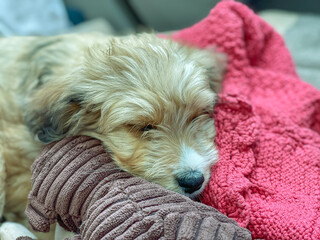 Aussiedoodle Aussiepoo