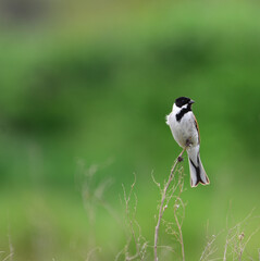 Potrzos na gałęzi © Mateusz