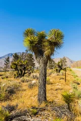 Foto op Plexiglas Joshua tree in the desert © Fyle
