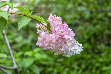 Flowering of the white Hydrangea Paniculata in the city park