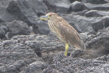 Sea Bird in the Rain, Hawaii