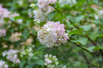 Flowering of the white Hydrangea Paniculata in the city park