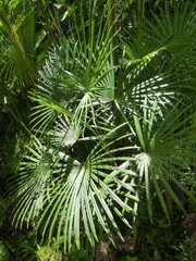 Delicate Fan Palm Leaves, Hawaii