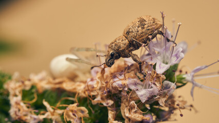 A weevil in danger, on some flowers.