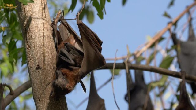 black fruit bat mum and baby at nitmiluk national park in the northern territory