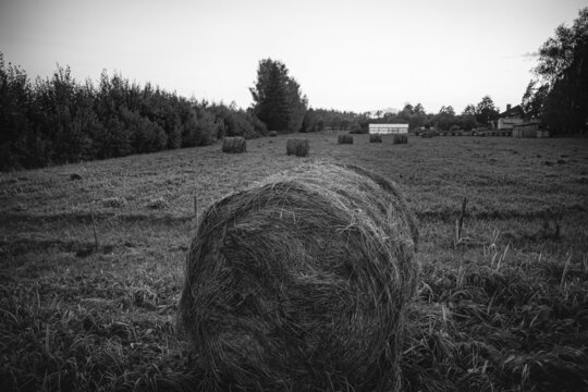 Agricultural landscape image, round hay bales on field, dull grey sky and greenhouse in distance