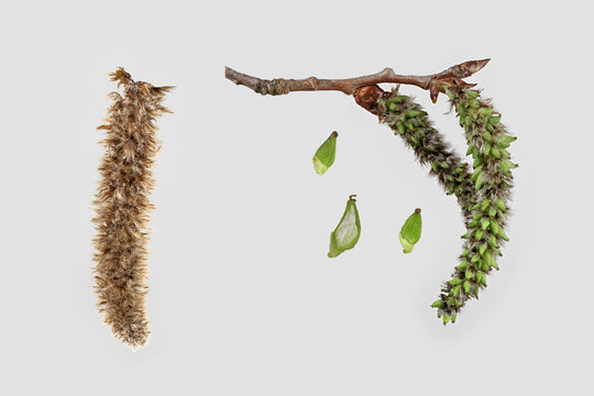 Zitterpappel (Populus tremula),  weibliches K&auml;tzchen, Samenstand unreif, Deutschland
