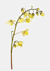 Schwefelfarbige Elfenblume (Epimedium x versicolor Sulphureum), Blüte, Deutschland