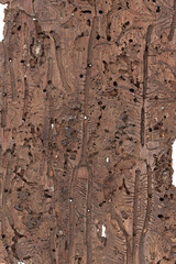 Borkenkäfer Buchdrucker (Scolytinae), Schadbild, Gemeine Fichte (Picea abies), Rinde, Deutschland