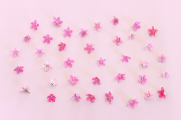 Top view image of pink flowers composition over pastel background .Flat lay