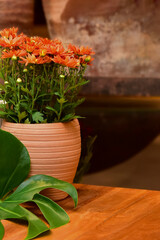 orange flower in a pot, ornamental flowers