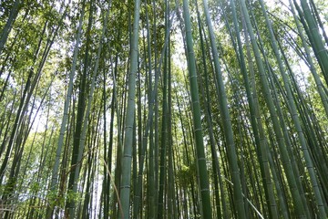 Fototapeta na wymiar Bamboo Forest, Kyoto, Japan