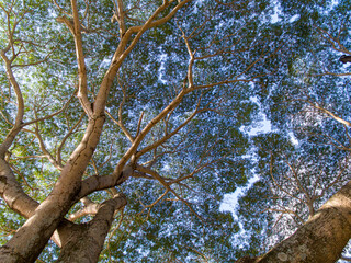 trees in the forest