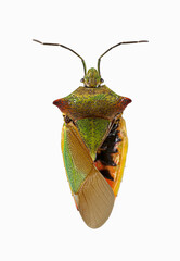 Wipfel-Stachelwanze (Acanthosoma haemorrhoidale), Totfund, äusserer Flügel, ohneFlügel, Deutschland