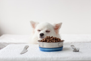 There is a bowl of dog food on the table next to a knife and fork at the table you can see the head of a small white pomeranian dog with his eyes closed