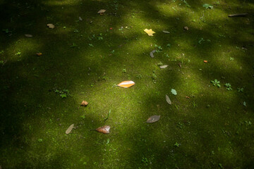 緑の上に散らばる落ち葉 - obrazy, fototapety, plakaty