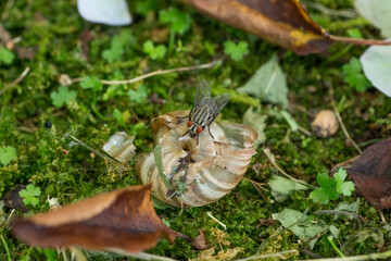 カタツムリにとまるニクバエ