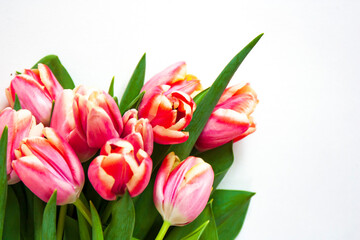 Bouquet of pink tulips with light border isolated on white background. Spring flowers.