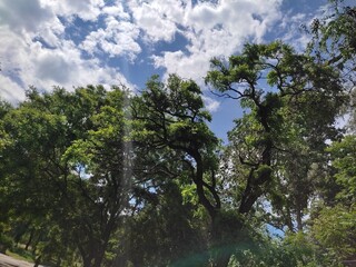 Obraz premium sky and trees