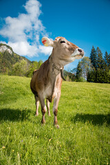 Rindviehhaltung im Allgäu - Braunvieh-Rind mit Kuhglocke.