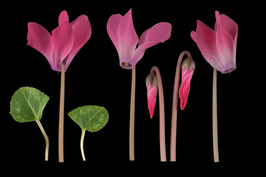 Zimmer-Alpenveilchen (Cyclamen persicum Hybride), Bl&uuml;te, Knospe, Blatt, Mittelmeerraum, Bildtafel, Deutschland