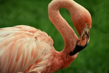 Fotobehang pink flamingo on green background © mep-elena