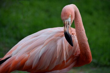 pink flamingo on green background